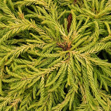 Load image into Gallery viewer, CRYPTOMERIA JAPONICA SPIRALIS 2.5L
