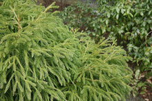 Load image into Gallery viewer, CRYPTOMERIA JAPONICA SPIRALIS 2.5L
