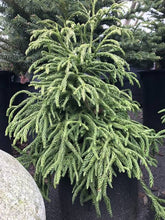 Load image into Gallery viewer, CRYPTOMERIA JAPONICA SPIRALIS 2.5L
