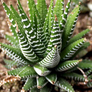 HAWORTHIA ATTENUATA