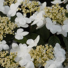 Load image into Gallery viewer, VIBURNUM PLICATUM JAPANESE SNOWBALL LANARTH 3.5L
