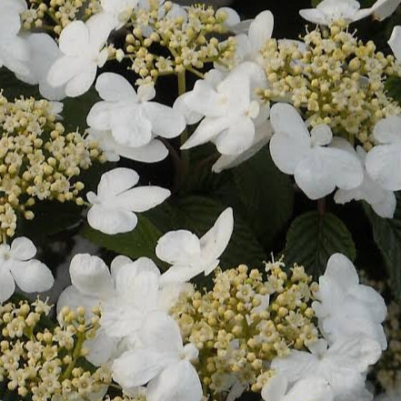 VIBURNUM PLICATUM JAPANESE SNOWBALL LANARTH 3.5L