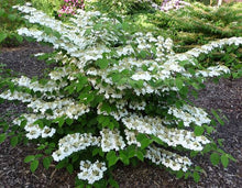 Load image into Gallery viewer, VIBURNUM PLICATUM JAPANESE SNOWBALL LANARTH 3.5L
