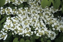 Load image into Gallery viewer, VIBURNUM PLICATUM JAPANESE SNOWBALL LANARTH 3.5L
