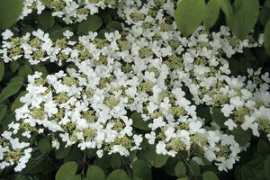 VIBURNUM PLICATUM JAPANESE SNOWBALL LANARTH 3.5L