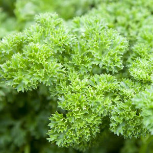 PARSLEY CURLED SEED