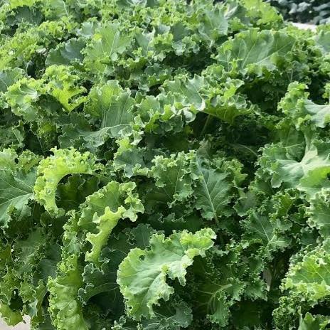 KALE TUSCAN SEED