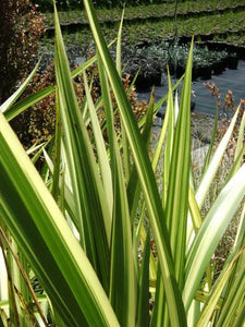 PHORMIUM MOONRAKER