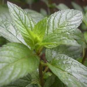 PEPPERMINT SEED