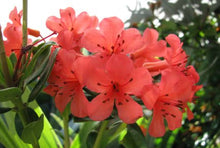 Load image into Gallery viewer, VIREYA RHODODENDRON CORAL CHANCE 2.5L
