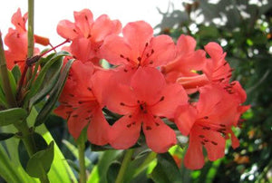 VIREYA RHODODENDRON CORAL CHANCE 2.5L