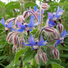 Load image into Gallery viewer, BORAGE SEED
