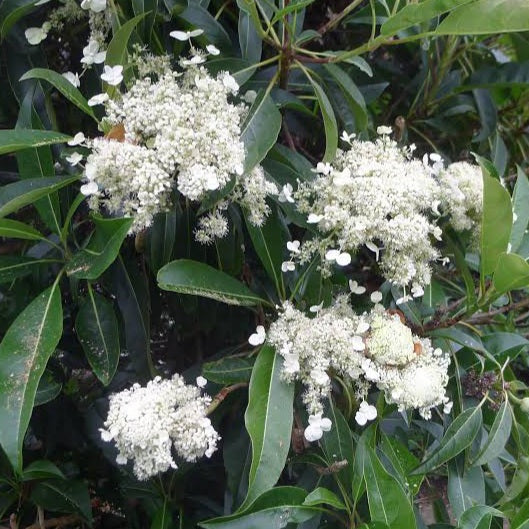 HYDRANGEA SEEMANII 2.5L