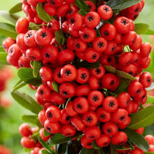 Load image into Gallery viewer, PYRACANTHA BRILLIANT 3.3L
