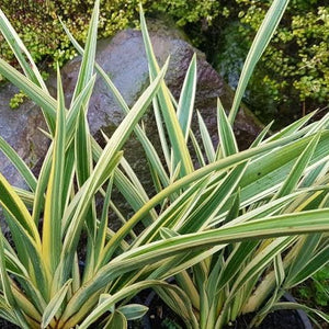 PHORMIUM SPEARMINT 2.0L