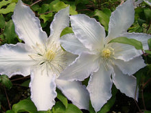 Load image into Gallery viewer, CLEMATIS HYBRID GILLIAN BLADES 3.5L
