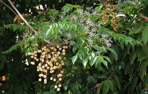 MELIA AZEDARACH CHINABERRY TREE PB40