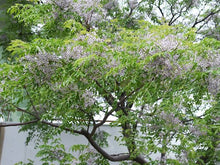 Load image into Gallery viewer, MELIA AZEDARACH CHINABERRY TREE PB40
