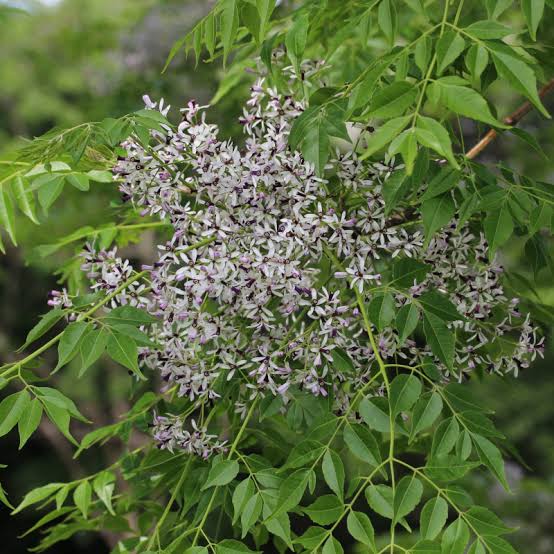 MELIA AZEDARACH CHINABERRY TREE PB40