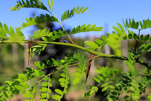 Load image into Gallery viewer, GLEDITSIA TRICANTHOS EMERALD CASCADE PB28
