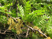 Load image into Gallery viewer, GLEDITSIA TRICANTHOS EMERALD CASCADE PB28
