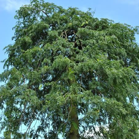 GLEDITSIA TRICANTHOS EMERALD CASCADE PB28