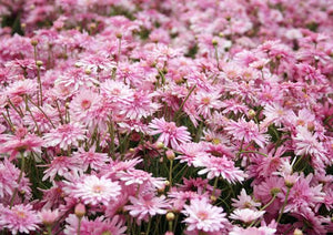 ARGYRANTHEMUM SUMMER STARS 1.5L