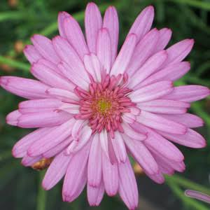 ARGYRANTHEMUM SUMMER STARS 1.5L