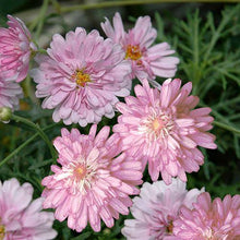 Load image into Gallery viewer, ARGYRANTHEMUM SUMMER STARS 1.5L
