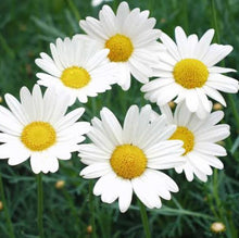 Load image into Gallery viewer, ARGYRANTHEMUM SULTANS PRIDE 1.5L
