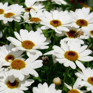 ARGYRANTHEMUM SULTANS PRIDE 1.5L