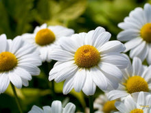 Load image into Gallery viewer, ARGYRANTHEMUM SULTANS PRIDE 1.5L
