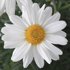 ARGYRANTHEMUM SULTANS PRIDE 1.5L