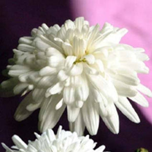 ARGYRANTHEMUM SUGAR CRYSTALS 1.5L