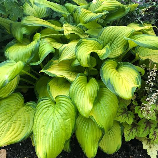 HOSTA STAINED GLASS 2.0L