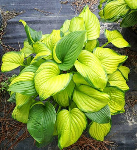 HOSTA STAINED GLASS 2.0L