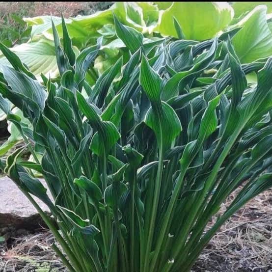 HOSTA PRAYING HANDS 2.0L