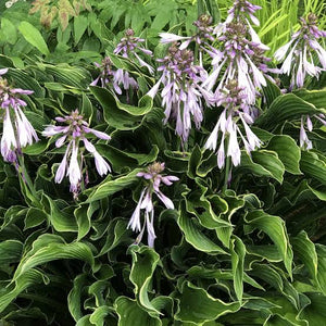 HOSTA PRAYING HANDS 2.0L