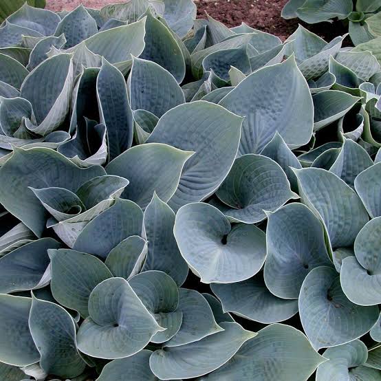 HOSTA HADSPEN BLUE 2.0L