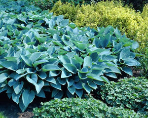 HOSTA HADSPEN BLUE 2.0L