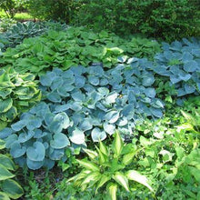 Load image into Gallery viewer, HOSTA HADSPEN BLUE 2.0L
