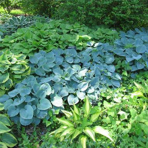 HOSTA HADSPEN BLUE 2.0L