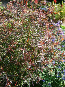 LEPTOSPERMUM NITIDUM COPPERSHEEN 3.3L