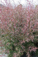 Load image into Gallery viewer, LEPTOSPERMUM NITIDUM COPPERSHEEN 3.3L
