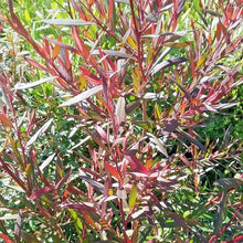 Load image into Gallery viewer, LEPTOSPERMUM NITIDUM COPPERSHEEN 3.3L
