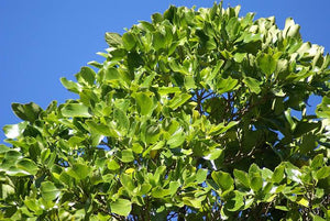 GRISELINIA LUCIDA AKAPUKA 3.3L