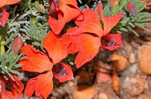 Load image into Gallery viewer, LECHENAULTIA BILOBA FORMOSA RED
