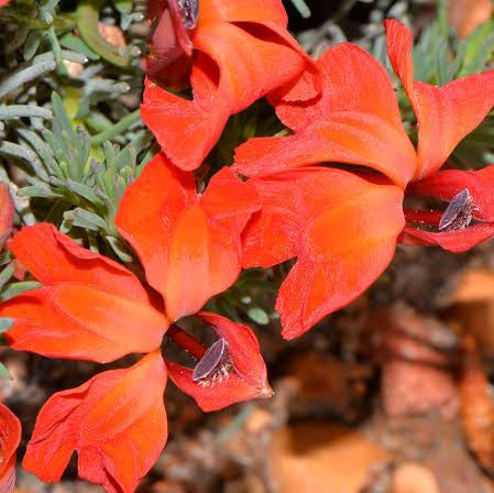 LECHENAULTIA BILOBA FORMOSA RED