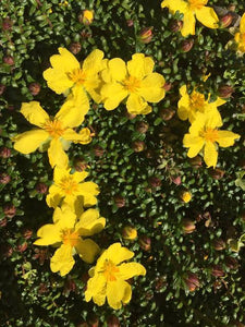 HIBBERTIA SERPYLLIFOLIA 2.5L