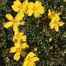 Load image into Gallery viewer, HIBBERTIA SERPYLLIFOLIA 2.5L
